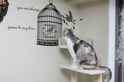 愛猫の爪とぎ防止にも最適！ニトリのウォールステッカーで簡単DIY