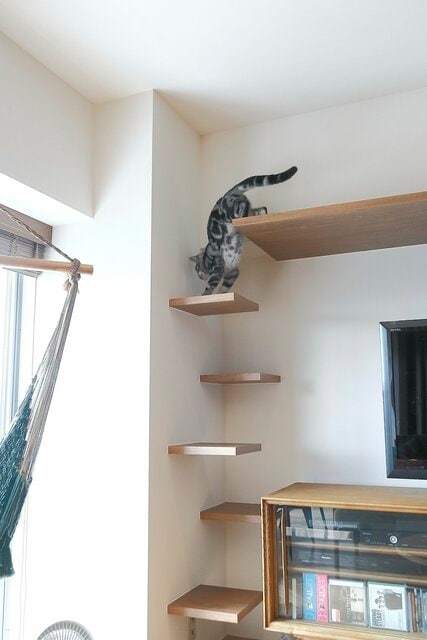 ミッドセンチュリー×キャットウォークで「子猫も遊べる」レトロモダン空間に!