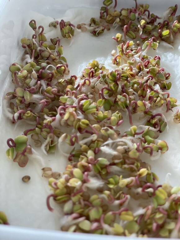 芽が出てきた赤茎かいわれ大根