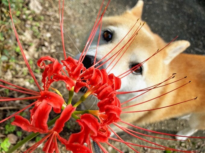 花と犬