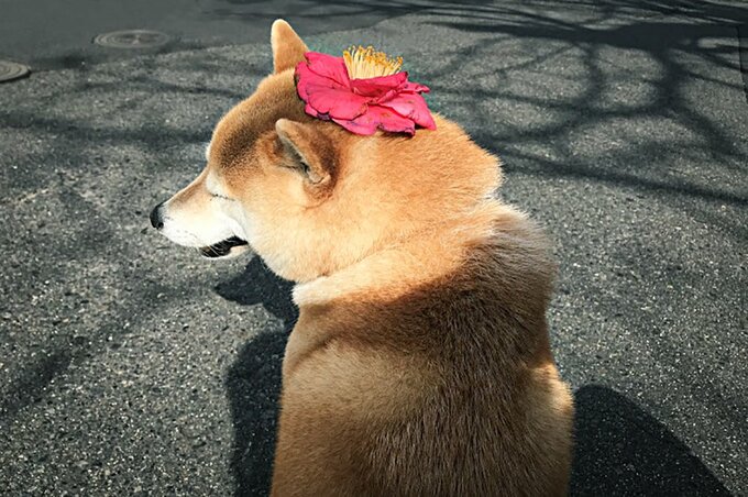 犬の頭にお花