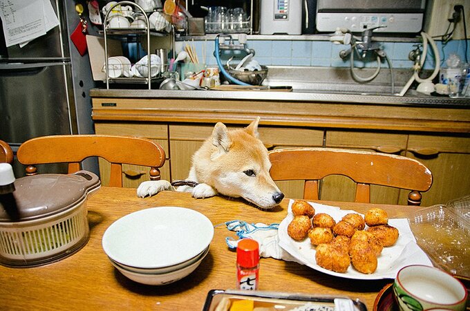 犬が生まれたときから今まで時間の層が積み重なっている