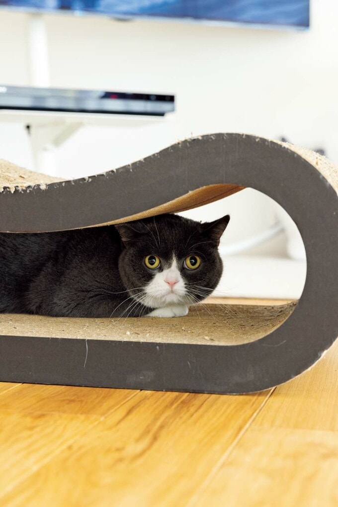 段ボール素材の爪とぎ兼穴あき枕