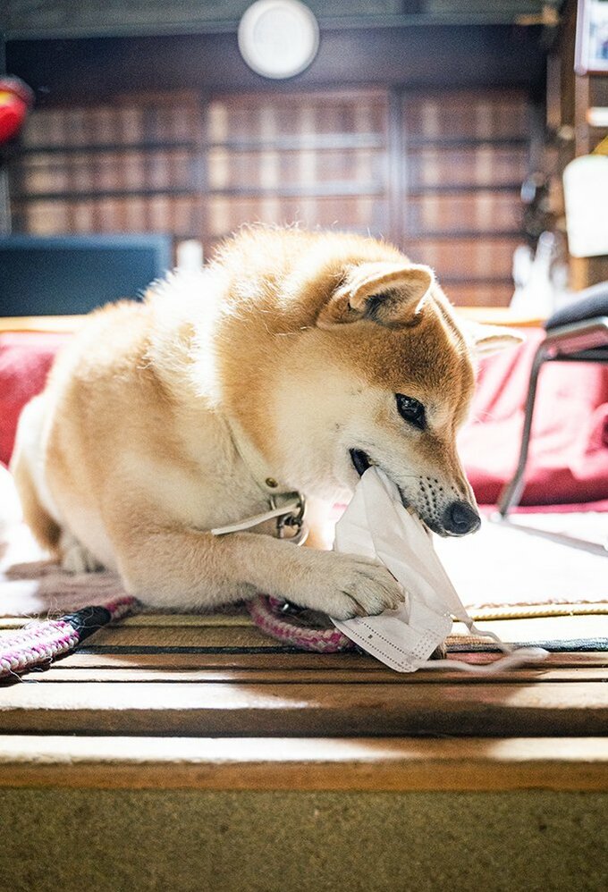 マスクを噛む犬