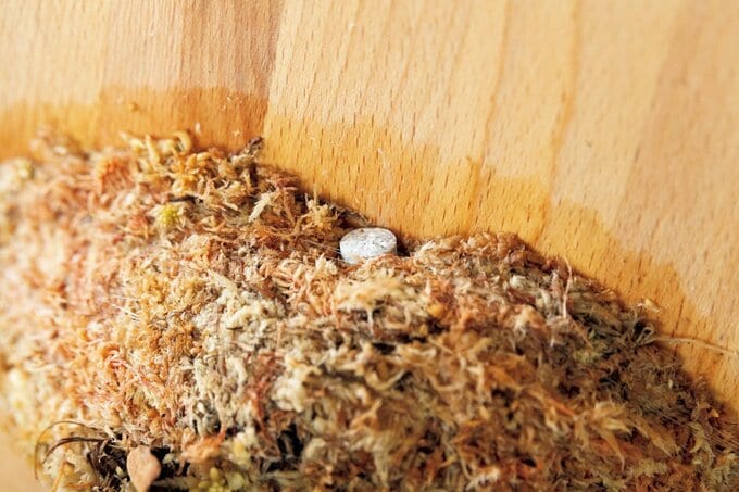 ビカクシダの板づけに肥料を入れる