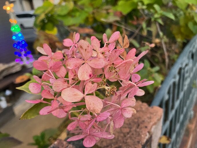 写真:あじさい~この時期・庭の紫陽花が赤く染まるのが、楽しみのひとつでもあります~