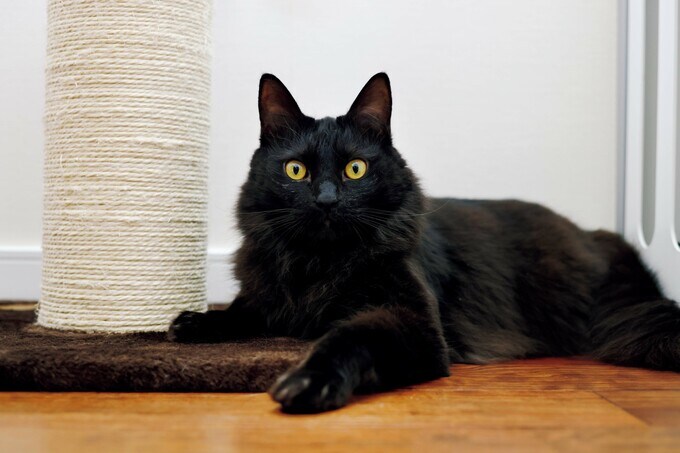 ウニ(5歳、オス)