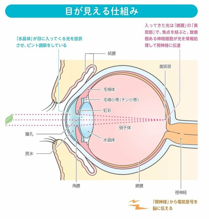 目が見える仕組み
