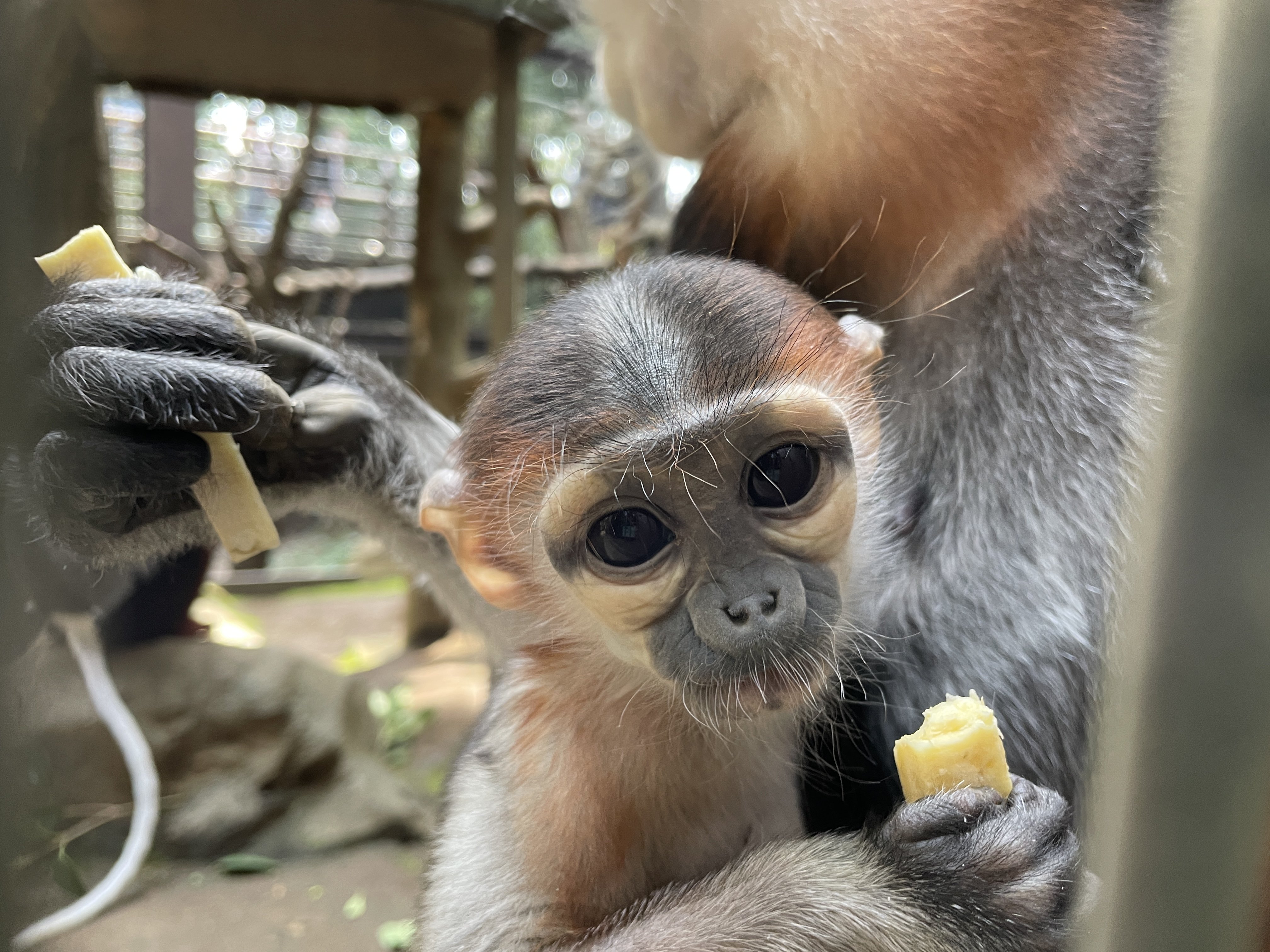 Gwに 癒やされ赤ちゃんにも会える よこはま動物園ズーラシア の歩き方 Esseonline エッセ オンライン