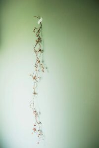 壁にドライフラワー