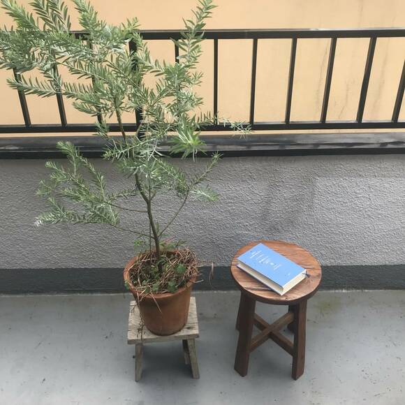 イスに本と植物