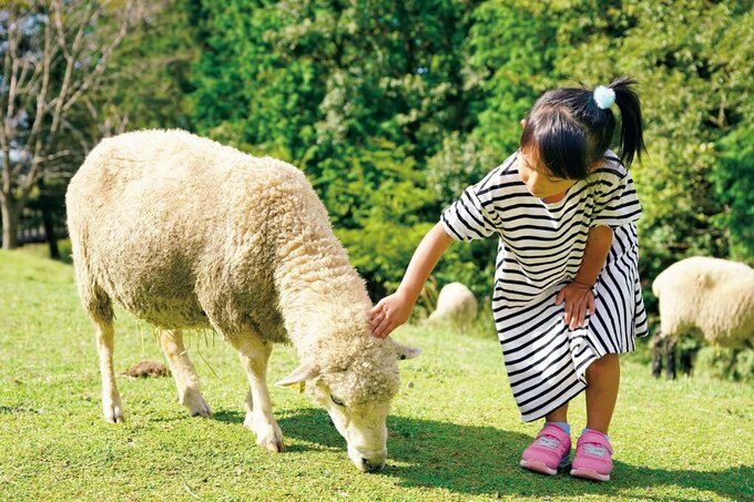羊と子供