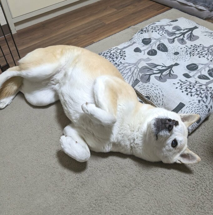 私かわいいでしょのポーズ
