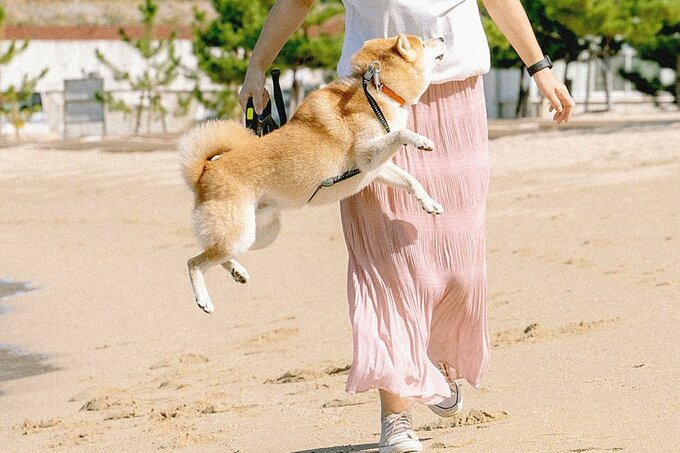 ジャンプする犬