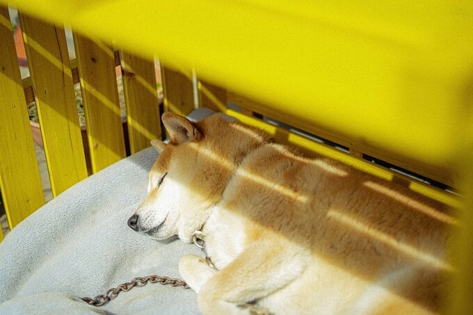 黄色小屋に寝る犬