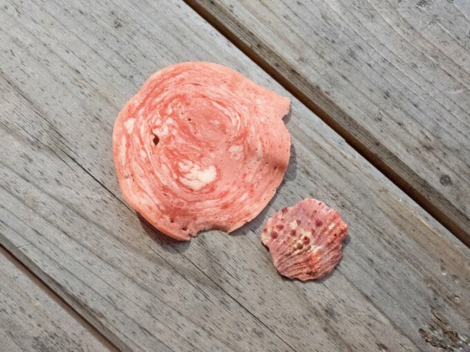 ピンクの貝殻とサラミ