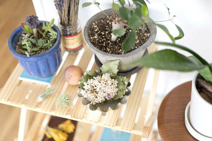 リビング片隅の植物コーナー