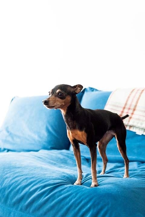 ソファに立つ愛犬