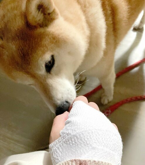 手を心配する犬