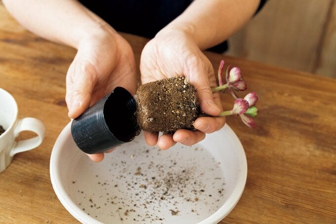 多肉植物の根元を持つ