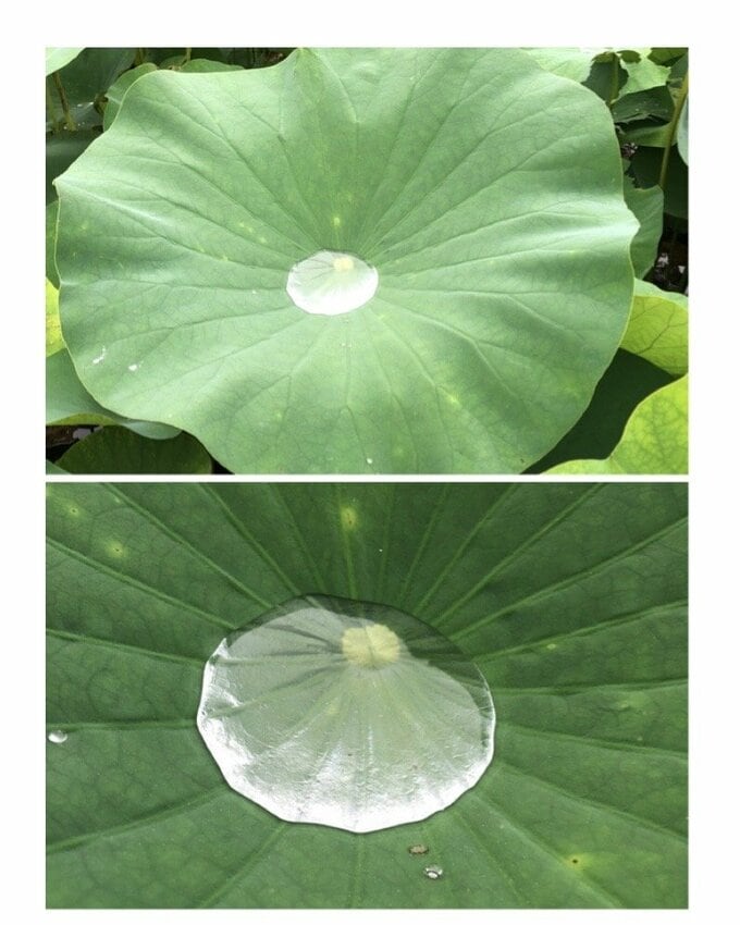 蓮の葉に水たまり