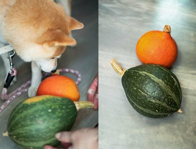 カボチャと犬