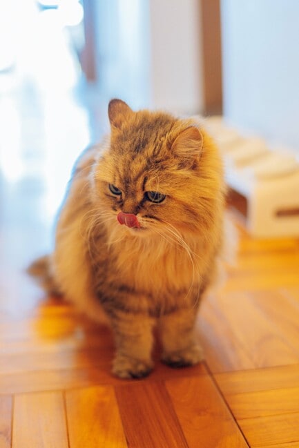 飼いネコのミラの