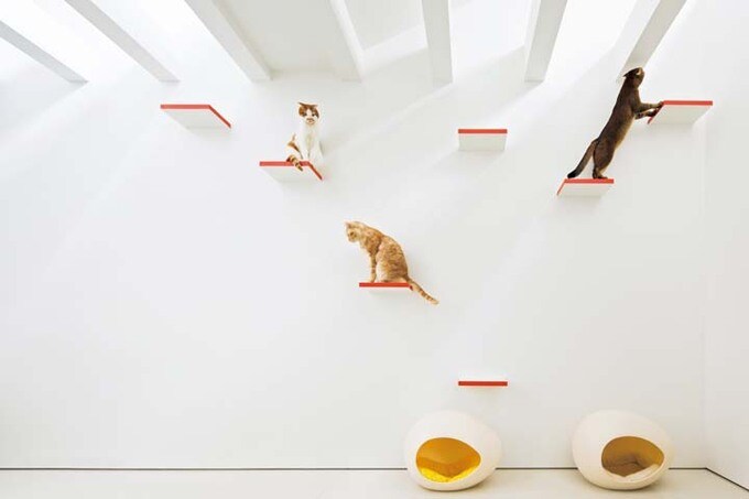 キャットステップ