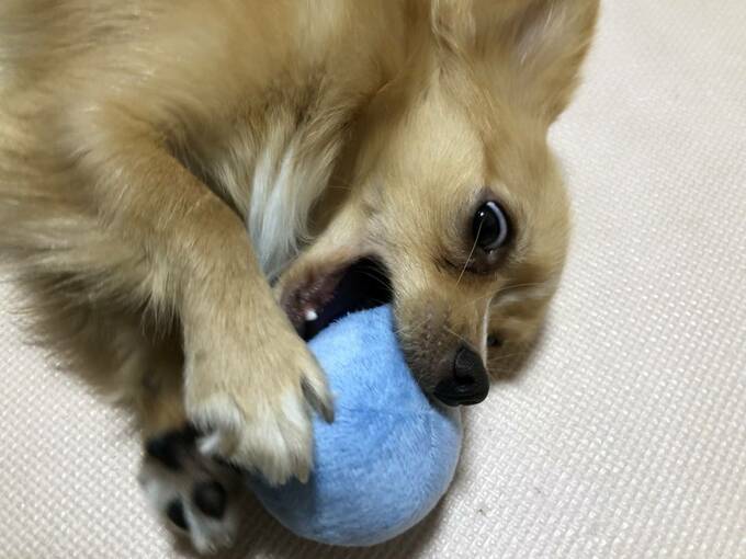 ボール遊びをする犬