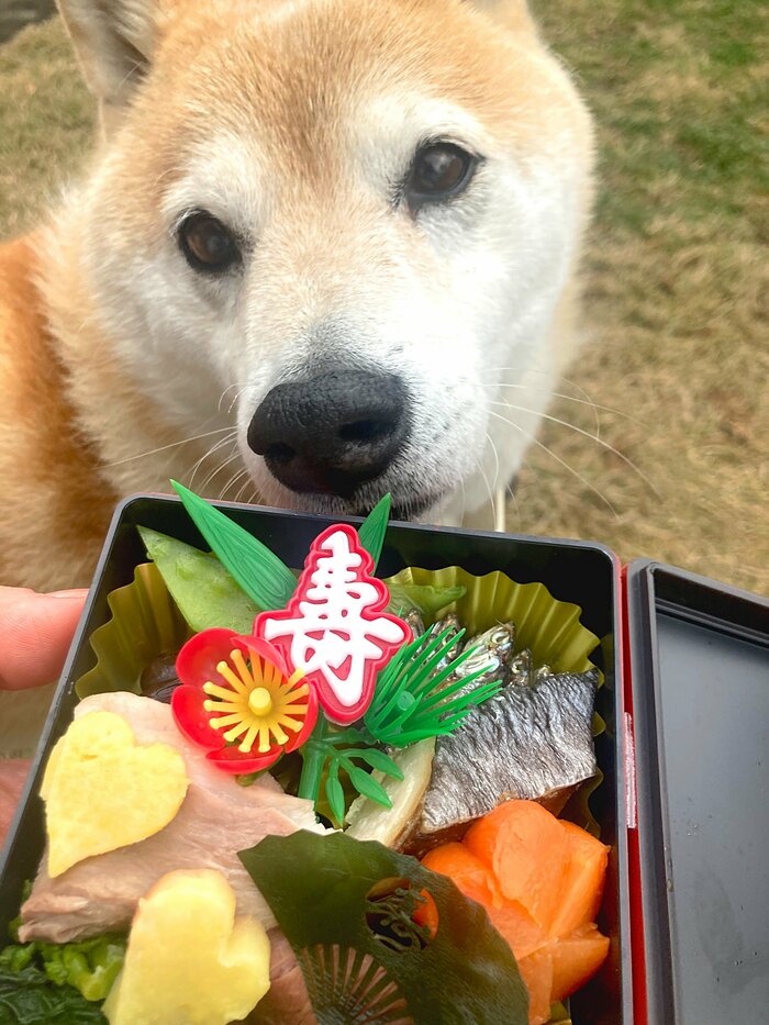 犬」という無二の家族。おせちを頬張る姿に成長を感じた | ESSEonline