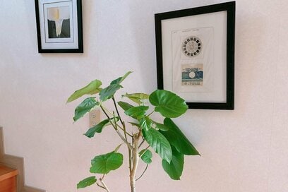 50代、ふるさと納税で「あえて食べ物以外」を選んだ。植物、ホース、ゴルフボール…返礼品の楽しみ方