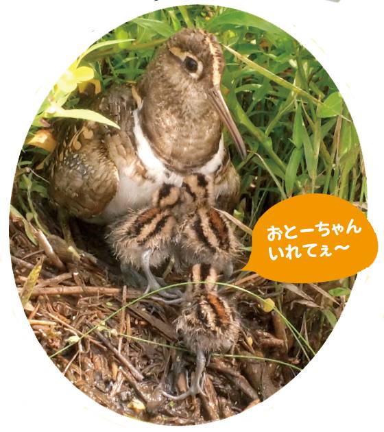 ヒナを育てるタマシギのオス