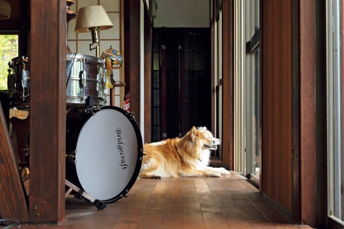 犬は外を眺めるのが好き