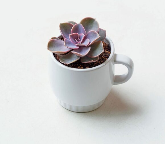 パールフォンニュルンベルグ