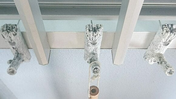 ホワイトウッドやサンゴ