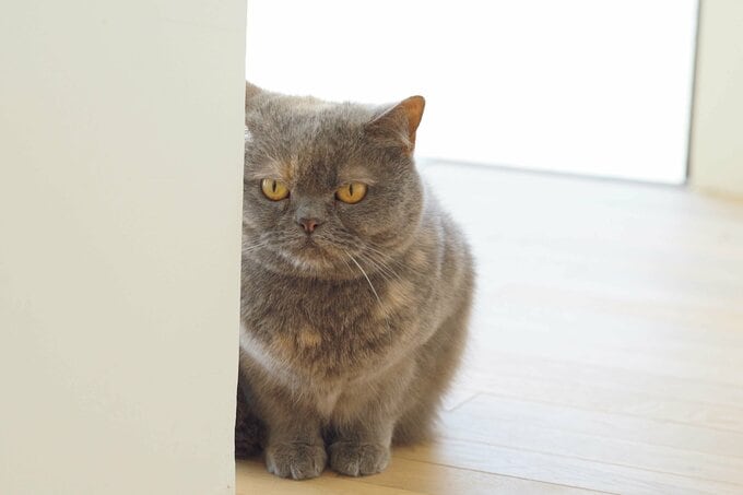 ブリティッシュショートヘアのブルーナ