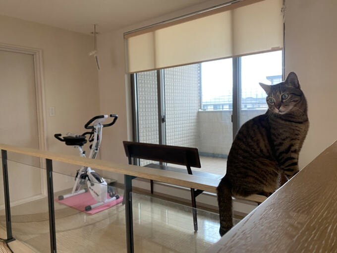 廊下から見た2階の猫用ベランダ