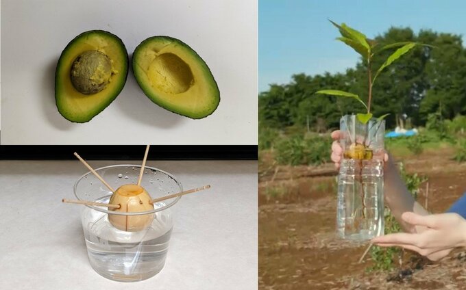 再生栽培中のアボカド