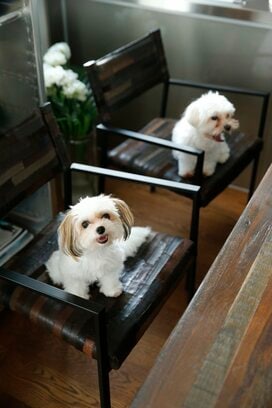 2匹のマルチーズとストレスフリーに暮らす家。快適さに秘められたヒミツ