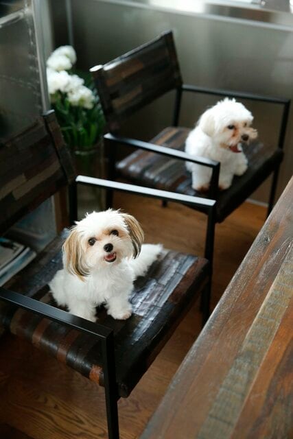 犬がいてもスマートに!2匹のマルチーズと暮らす家に秘められたヒミツとは…