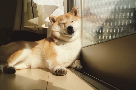 柴犬だいふくが毎日1万のいいねを集めるワケは 飼い主が教える愛犬をかわいく撮るコツ Esseonline エッセ オンライン