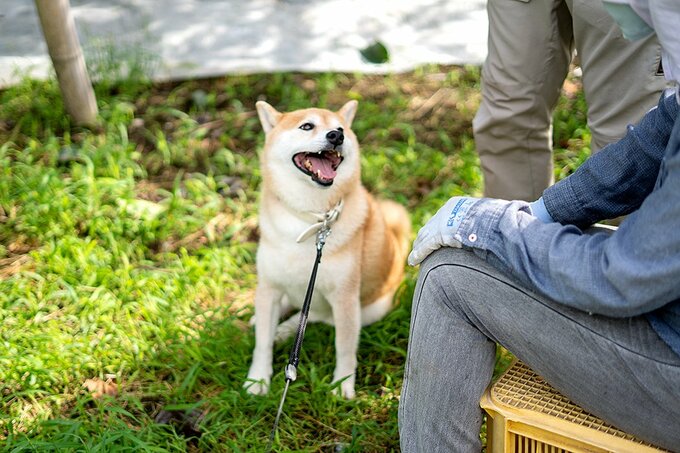 座っている人の目の前に犬