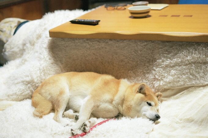 こたつを出しました