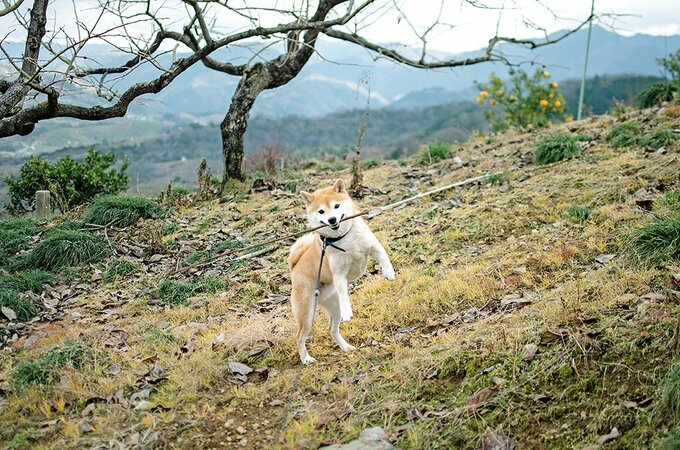 長さやカーブの反りがぴったり