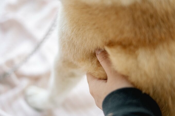 犬
