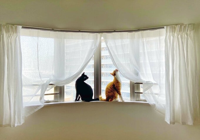 ラウンド型の窓辺でくつろぐネコ