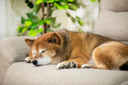人と愛犬が気持ちよく暮せる家とは？床や階段に気をつけて