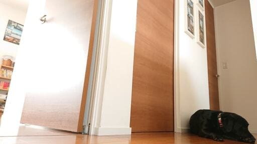 回遊できる間取りで犬と遊ぶ