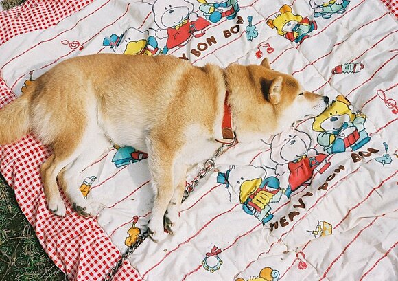 寝顔は何時間でも見ていられますね