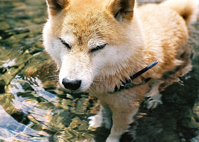 泳いで遊んで満たされたところ